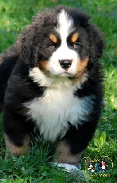 Cuccioli di Bovaro del Bernese