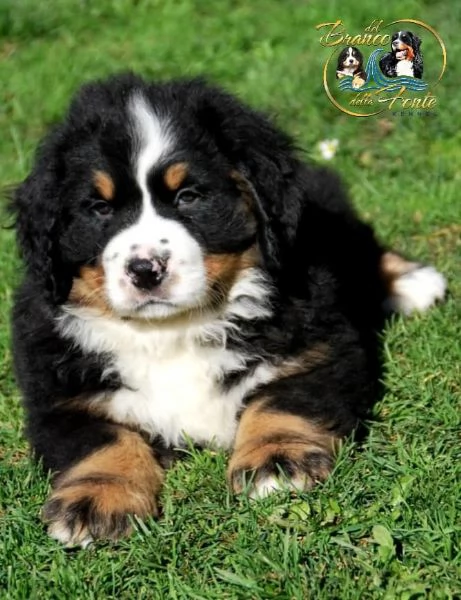 Cuccioli di Bovaro del Bernese | Foto 0