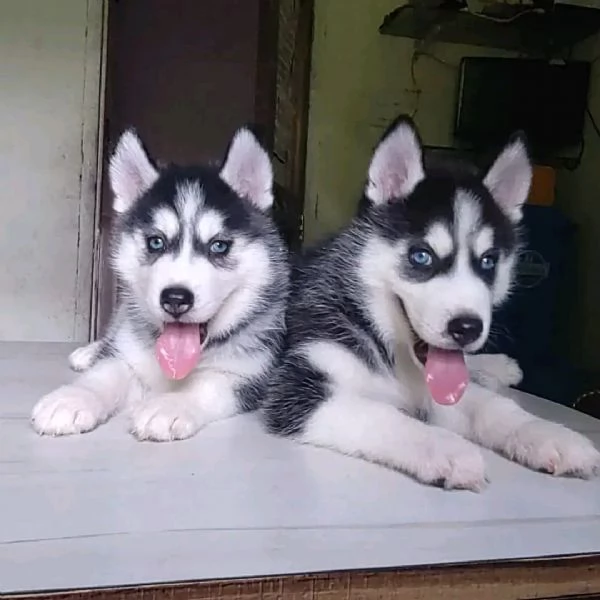 {{{{Siberian Husky }}