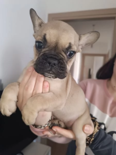 Vendesi Cuccioli Di Bulldog Francese | Foto 0