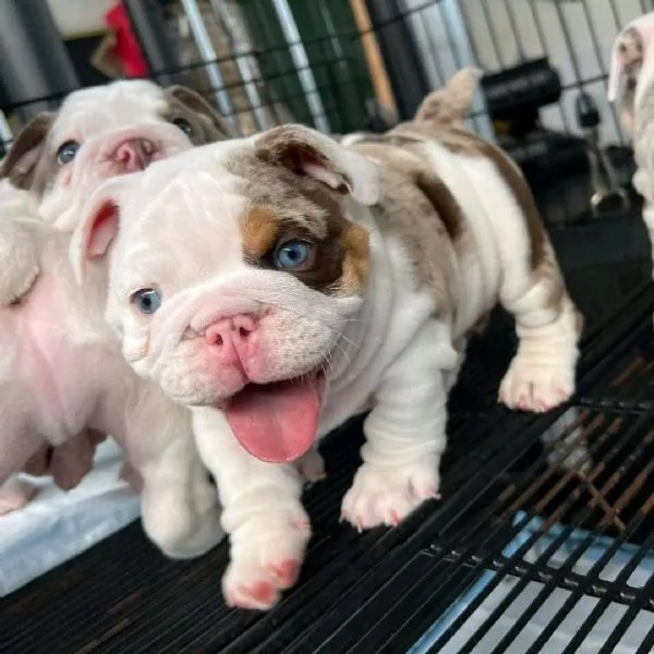 Cuccioli bulldog inglese