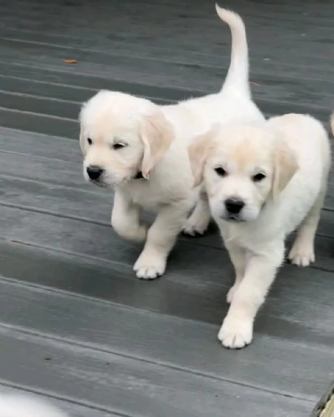 Cuccioli Golden Retriever