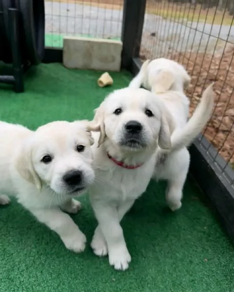 Cuccioli Golden Retriever | Foto 0