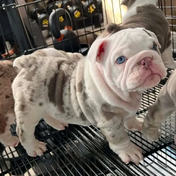 Bulldog Inglese Pedigree Enci- Super Cuccioli En | Foto 1