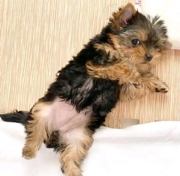 Cuccioli Yorkshire terrier 