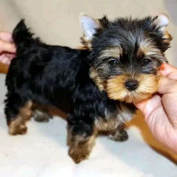 Cuccioli Yorkshire terrier  | Foto 0