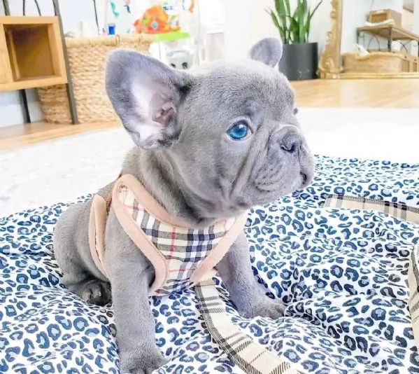 Cuccioli di bouledogue francese blue | Foto 1