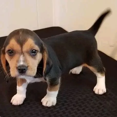 Bellissimi cuccioli di beagle  | Foto 2