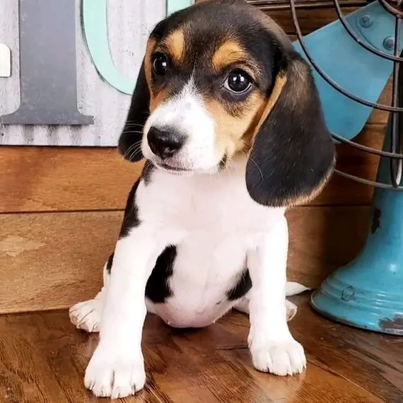 Bellissimi cuccioli di beagle  | Foto 1