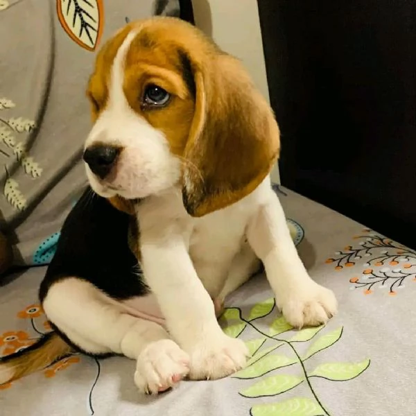 Bellissimi cuccioli di beagle 