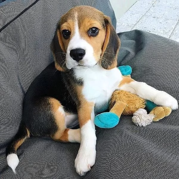 Bellissimi cuccioli di beagle  | Foto 0