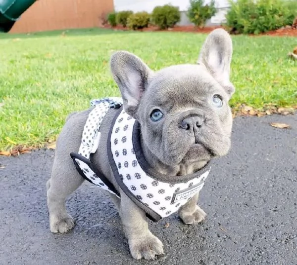 Cuccioli di bouledogue francese blue | Foto 0