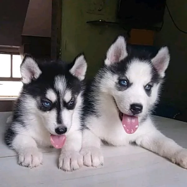 Siberian husky  | Foto 1