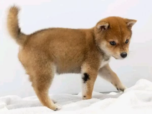 Vendo cucciolo shiba inu | Foto 1