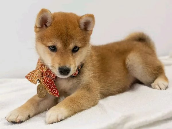 Vendo cucciolo shiba inu