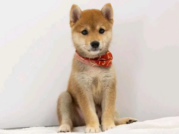 Vendo cucciolo shiba inu | Foto 0