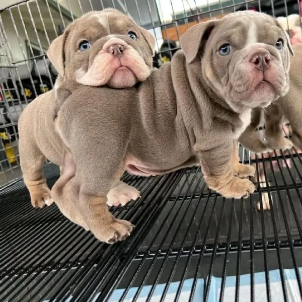 CUCCIOLI BULLDOG AMERICANO 