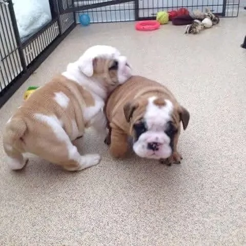 CUCCIOLI BULLDOG AMERICANO  | Foto 0