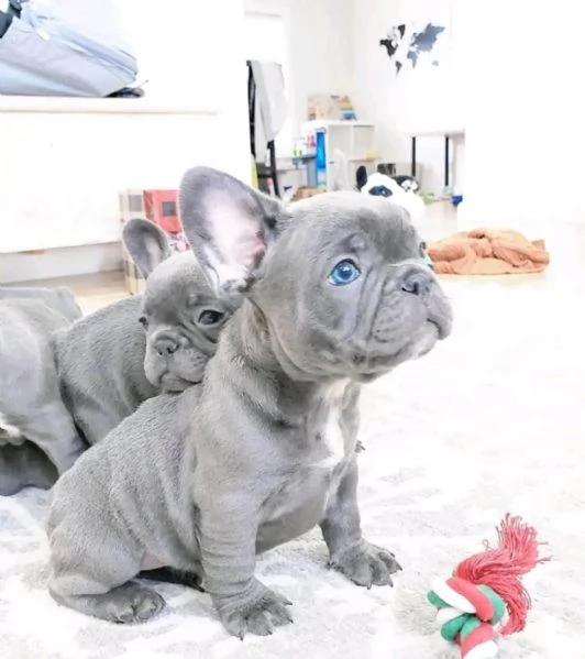 Cuccioli di bouledogue francese blue