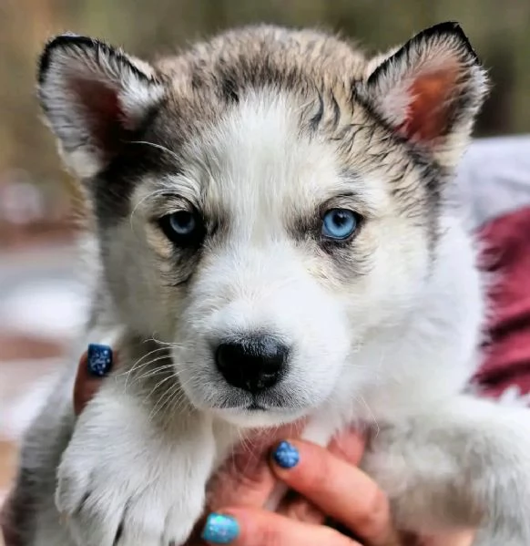 Siberian husky  | Foto 2