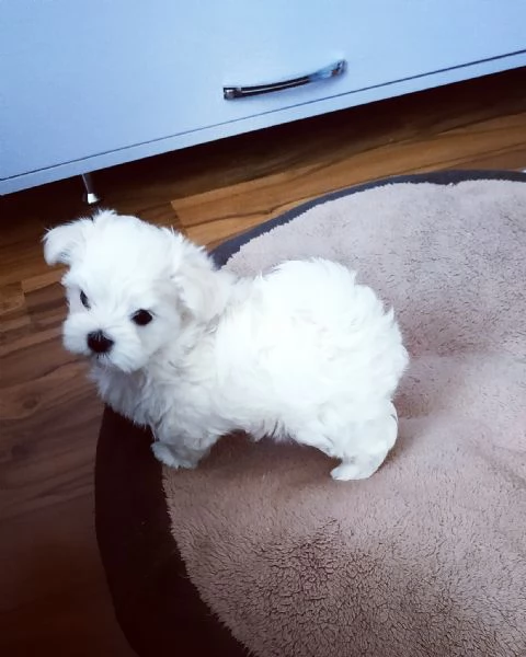 Cuccioli di Maltese toy | Foto 0