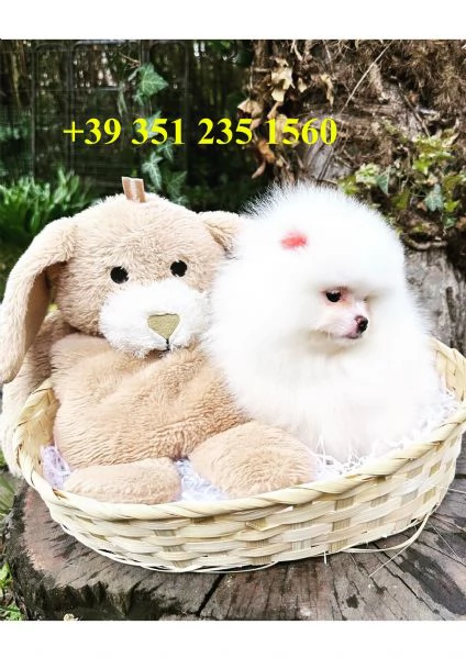 Adorabili cuccioli di Pomerania (+[hidden])