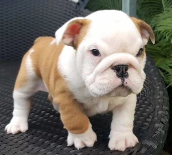 Regalo cuccioli di bulldog inglese femminucce e maschietti 