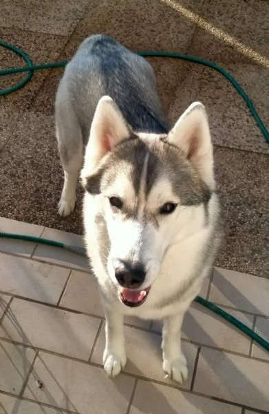 VENDO HUSKJ SIBERIAN FEMMINA  | Foto 0