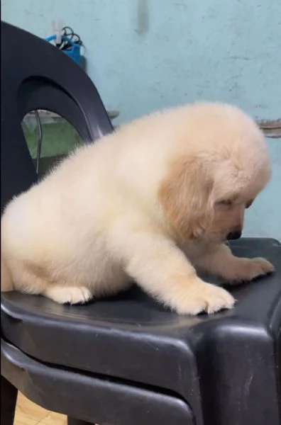 Cuccioli maschi di Golden Retriever