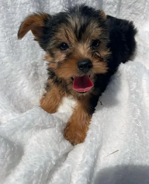 {Yorkshire terrier toy}