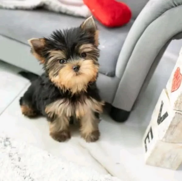 {Yorkshire terrier toy} | Foto 0