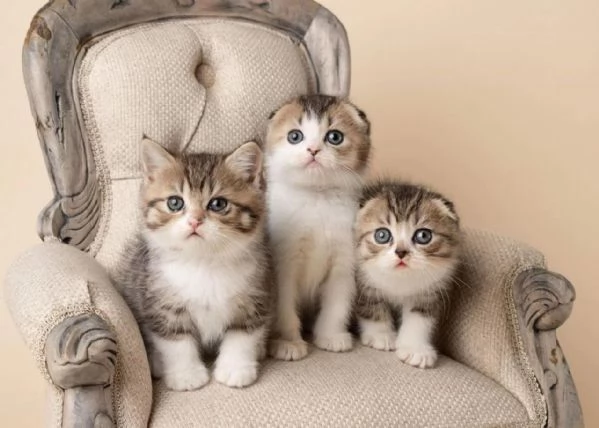 Cuccioli di Scottish Fold e straight