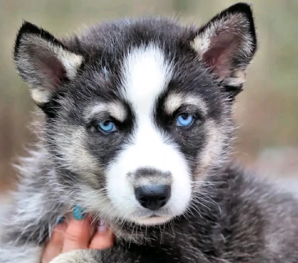 Siberian husky  | Foto 2