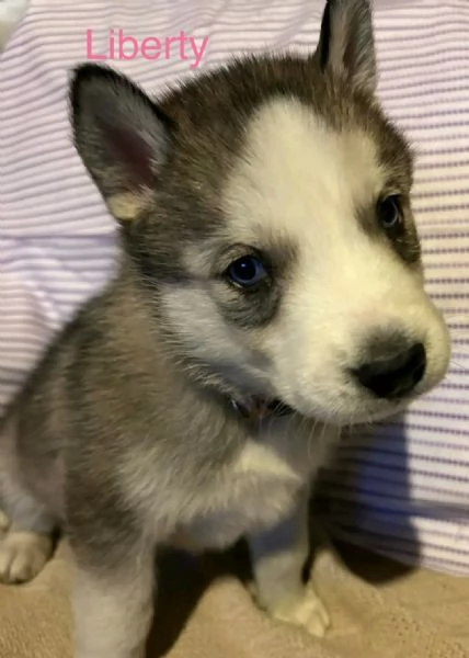 Siberian husky 