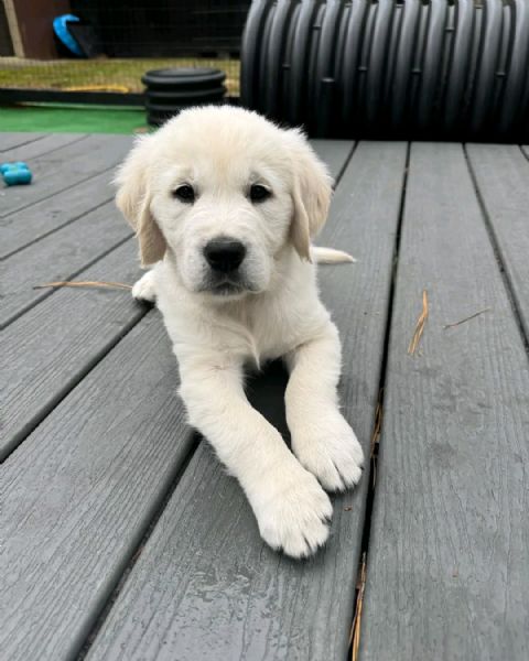 GOLDEN RETRIEVER CUCCIOLI  | Foto 0