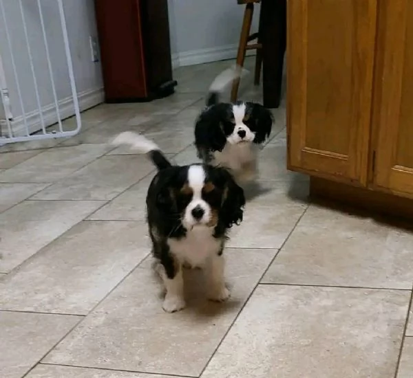 Cucciolo di Cavalier King Charles Spaniel 