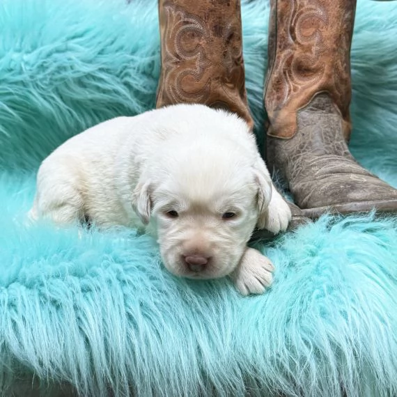  Regalo BELLISSIMI CUCCIOLI DI LABRADOR Fantastici cuccioli di labrador con libretto sanitario primo