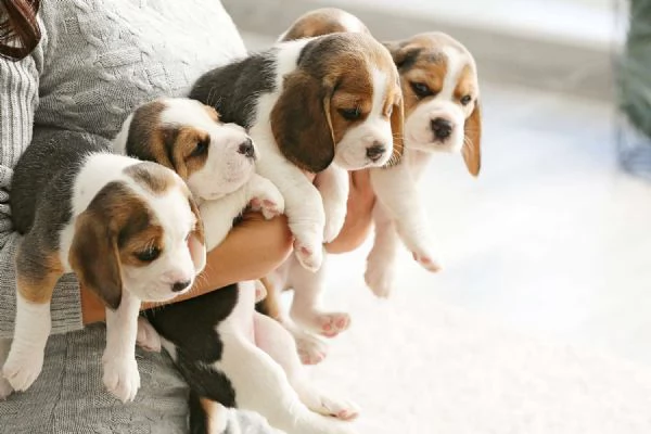 Cuccioli di Beagle in adozione