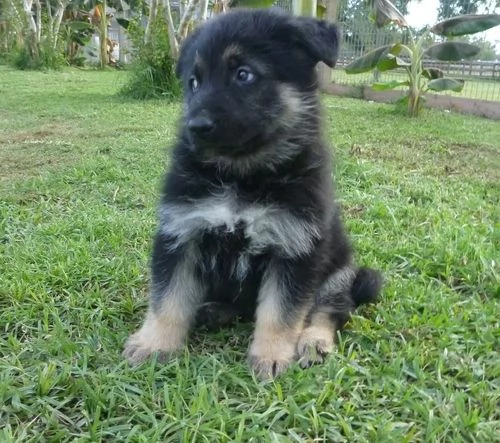 Vendo cuccioli di pastore tedesco