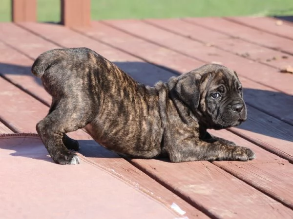 Vendo cuccioli di cane corso.