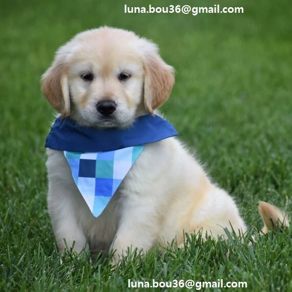 Golden Retriever marrone Disponibili Golden Retriever maschio e femmina  Colorazione marrone  Contat