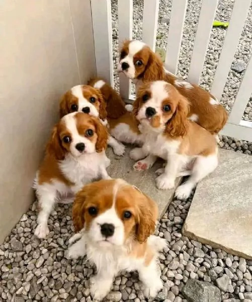 Cucciolo di Cavalier King Charles Spaniel ....... | Foto 1