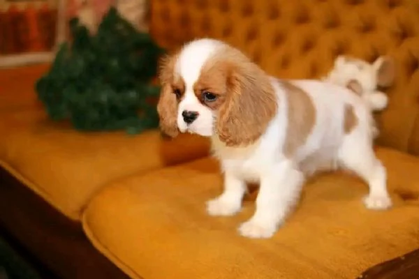 Cucciolo di Cavalier King Charles Spaniel .......