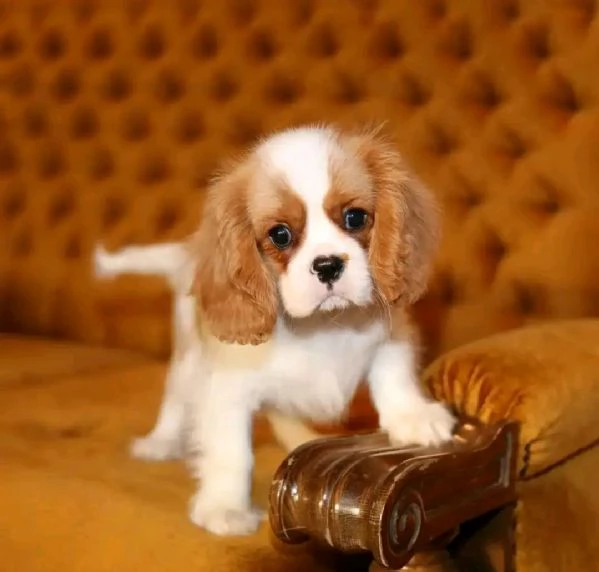 Cucciolo di Cavalier King Charles Spaniel ....... | Foto 0