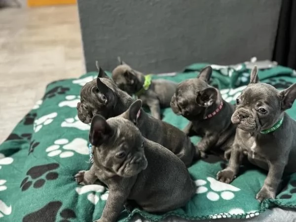 Cuccioli di bouledogue francese blue | Foto 1