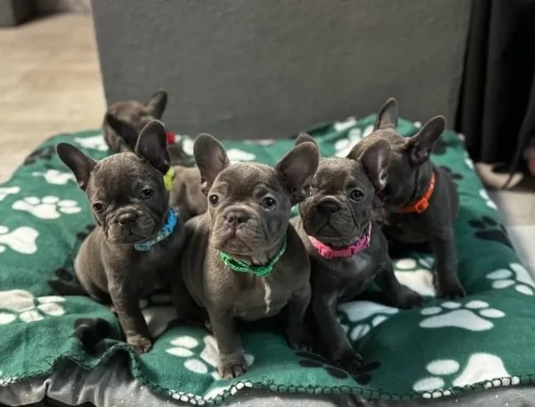 Cuccioli di bouledogue francese blue