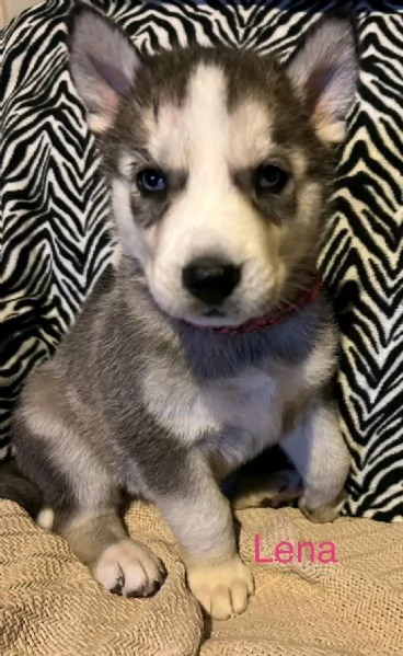 Vendita Husky