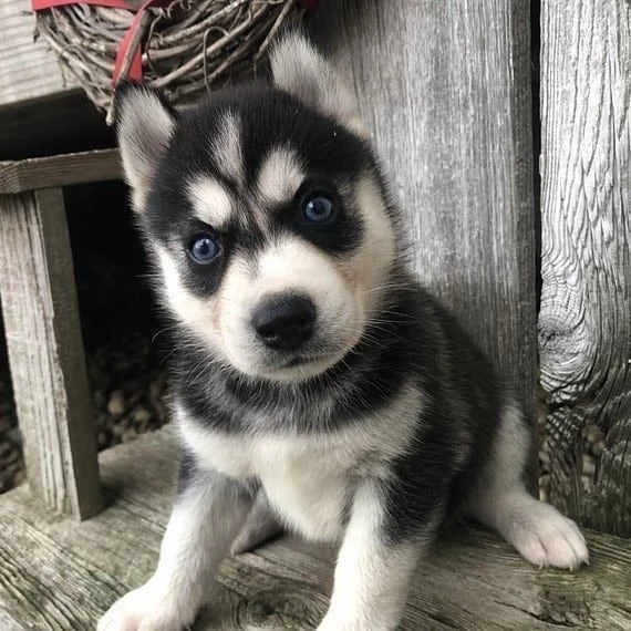 cuccioli di siberian husky in regalo