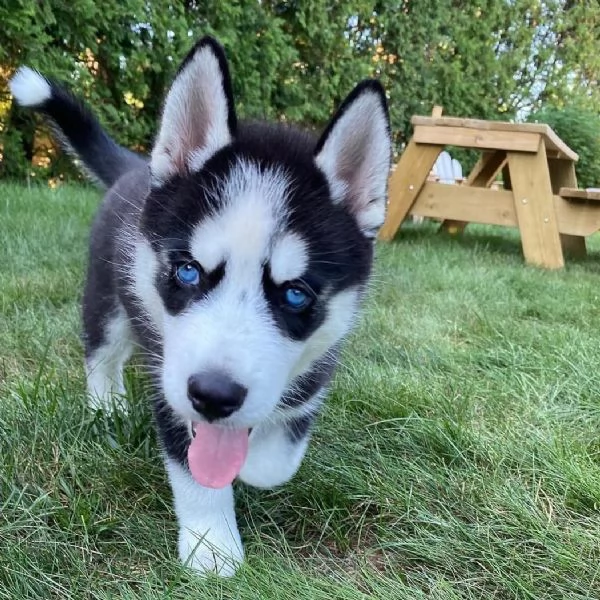 cuccioli di siberian husky in regalo | Foto 0