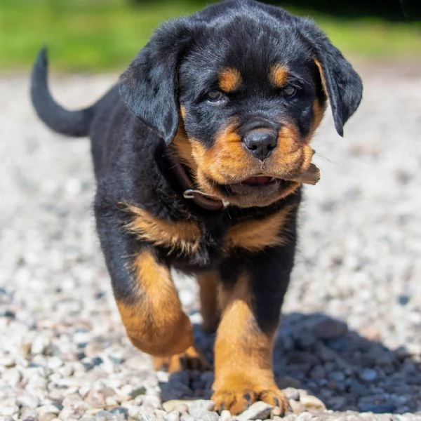 adorabili cuccioli di rotweiller in regalo